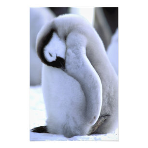 Foto Pingüino Península Antártica, Mar de Weddell