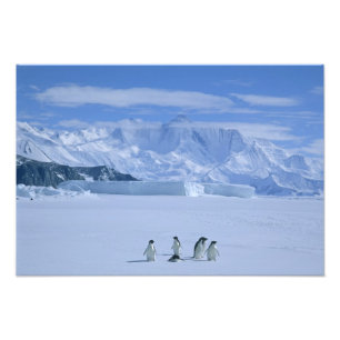 Foto Pingüinos Adelia, Pygoscelis adeliae),