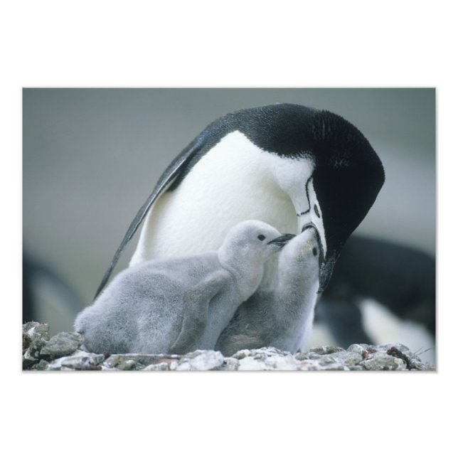 Foto Pingüinos de Barbilla, Pygoscelis antarctica), (Frente)