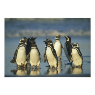 Foto Pingüinos de Magallanes, Spheniscus