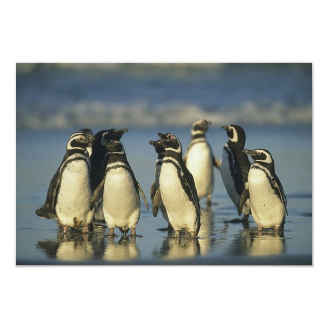 Foto Pingüinos de Magallanes, Spheniscus (Frente)