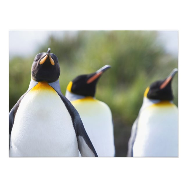 Foto Pingüinos de rey (Frente)