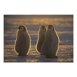 Foto Pingüinos Emperadores