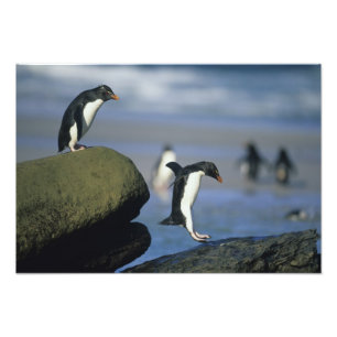 Foto Pingüinos saltarrocas, Eudyptes chrysocome),