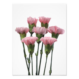Foto Pink Carnations