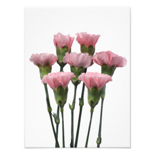 Foto Pink Carnations