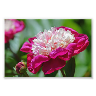 Foto Pink Cottage Peony Garden Flor