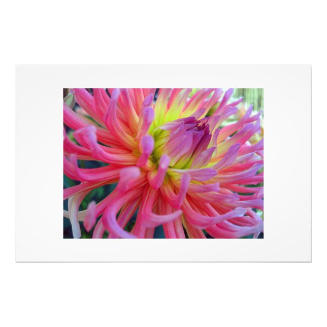 Foto Pink Dahlia (Frente)