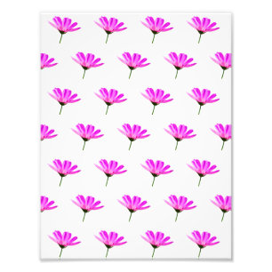Foto Pink Daisy
