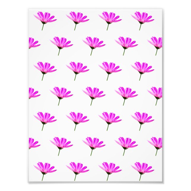 Foto Pink Daisy (Frente)