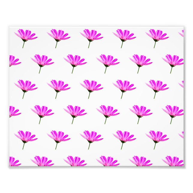 Foto Pink Daisy (Frente)