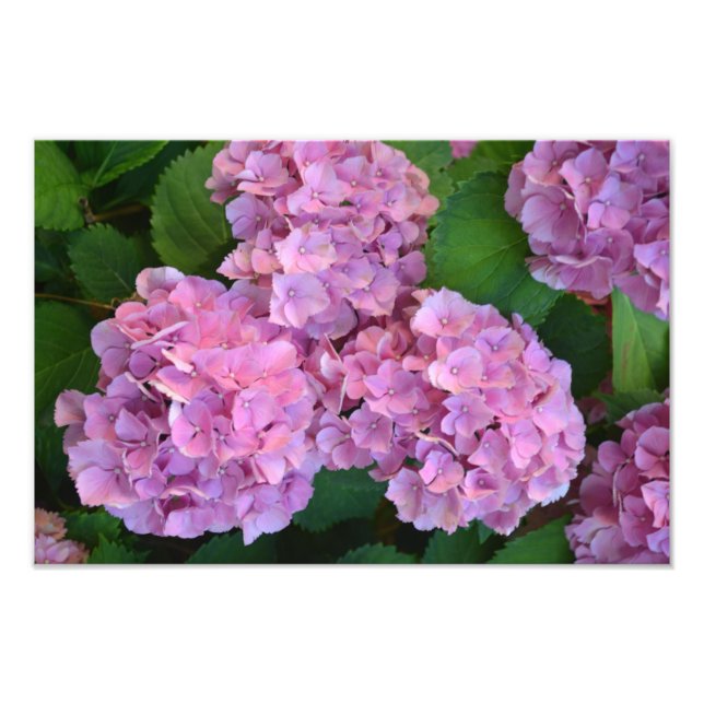 Foto Pink Hortensia hidrangea flores (Frente)