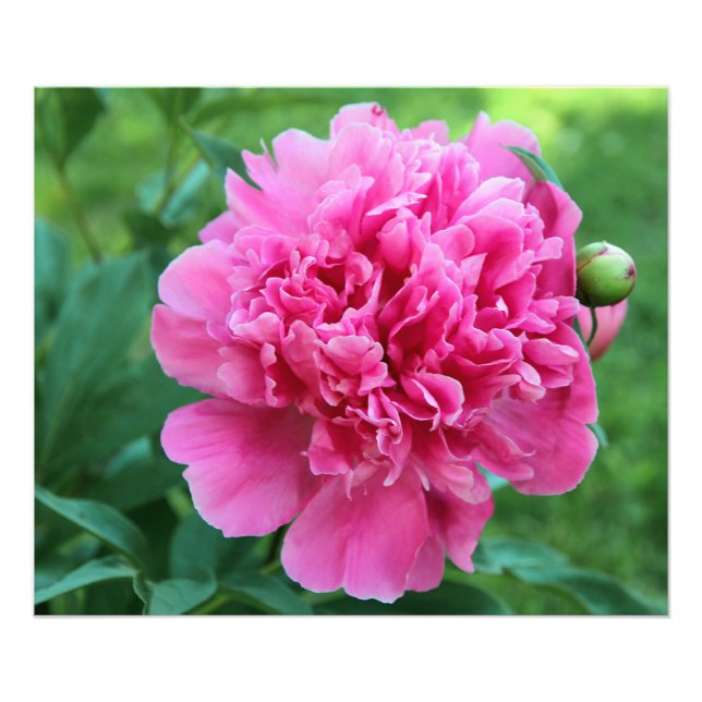 Foto Pink Peony (Frente)