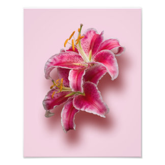 Foto Pink Stargazer Lilies