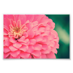 Foto Pink Zinnia