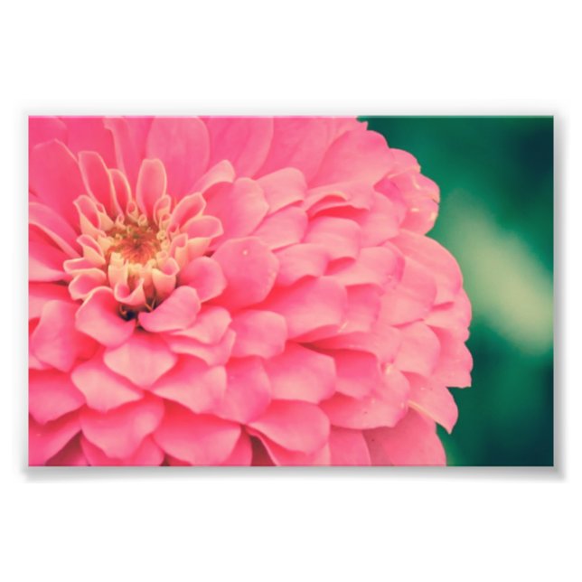 Foto Pink Zinnia (Frente)