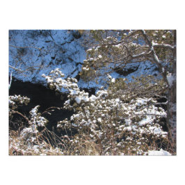 Foto "Pinos congelados"