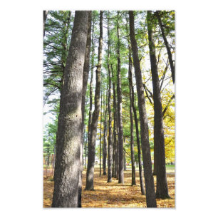 Foto Pinos del parque de estado del balneario de