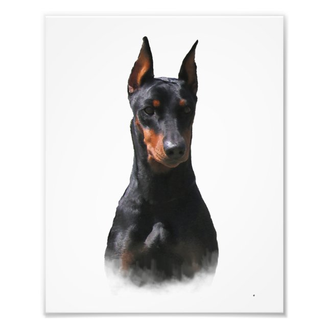 Foto Pinscher alemán (Frente)