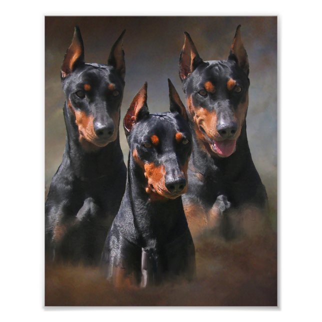 Foto Pinscher alemán (Frente)