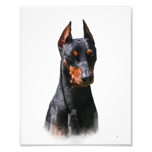 Foto Pinscher alemán