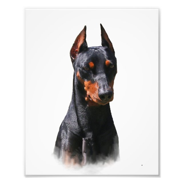 Foto Pinscher alemán (Frente)