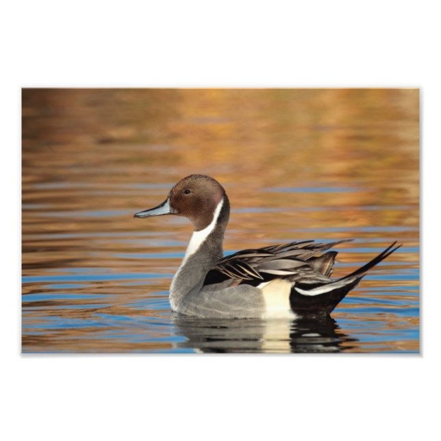 Foto Pintail septentrional masculino (Frente)
