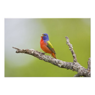 Foto Pintor (Passerina ciris) macho cantando