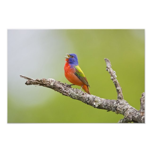 Foto Pintor (Passerina ciris) macho cantando (Frente)