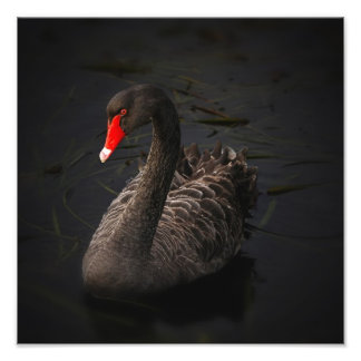 Foto Pintura de cisne negro
