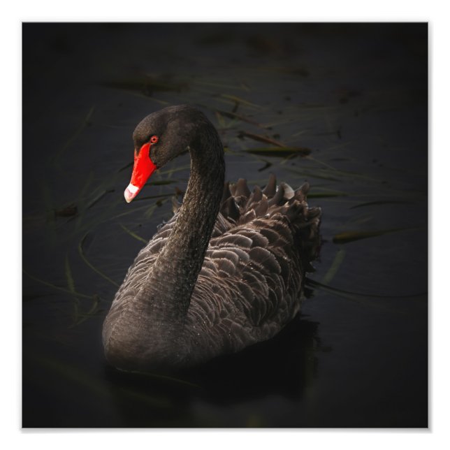 Foto Pintura de cisne negro (Frente)