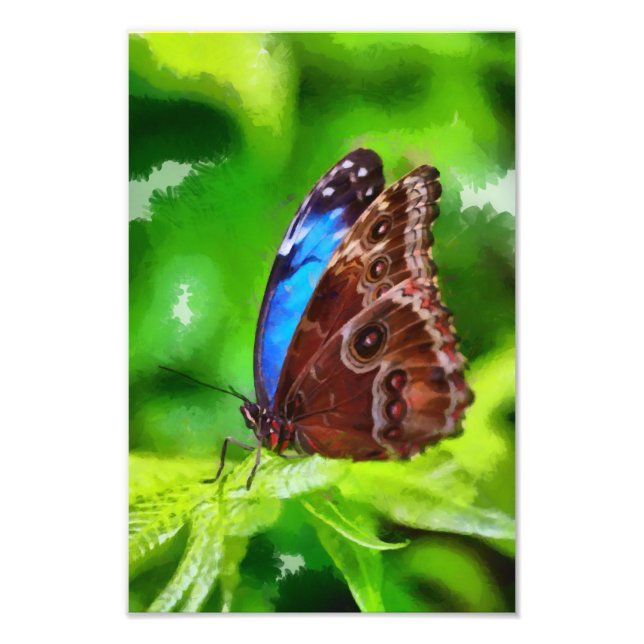 Foto Pintura de mariposa (Frente)