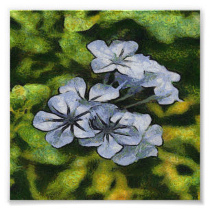 Foto Pintura Delicada Blue Plumbago Blossom