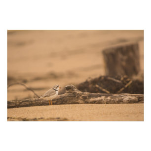 Foto Piping Plover 36 x 24 Kodak Pro Photo (Satin)