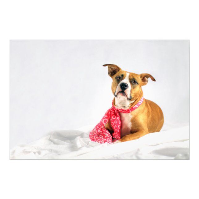 Foto Pit Bull cachorro amor en XOXO rosado (Frente)