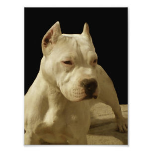 Foto Pitbull blanco Terrier