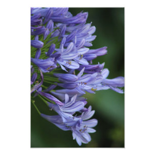 Foto Placer de Tejas