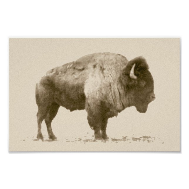 Foto Plains Bison (Frente)