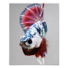 Foto Plakat Betta Fish
