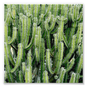 Foto Planta Cacti Verde