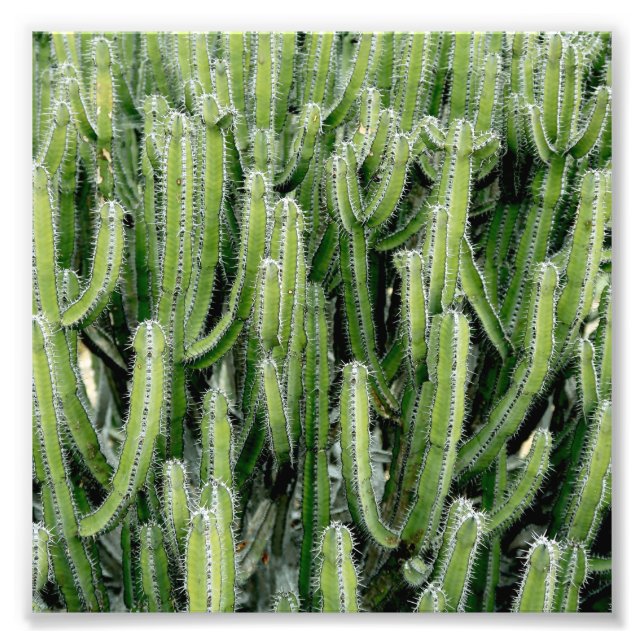 Foto Planta Cacti Verde (Frente)