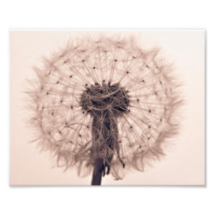 Foto Planta de bolas de soplo Sepia Dandelion