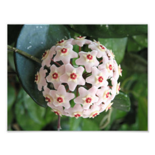 Foto Planta de Cera Hoya Globo Estrellas Rojas y Blanca