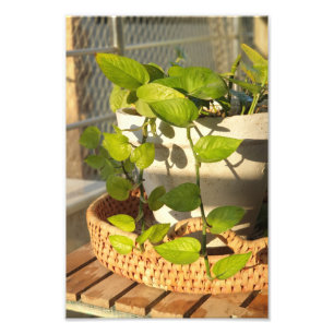 Foto Planta de Dinero 