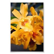 Planta de flores de orquídeas amarillas