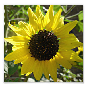 Foto Planta de girasol Helianthus annuus