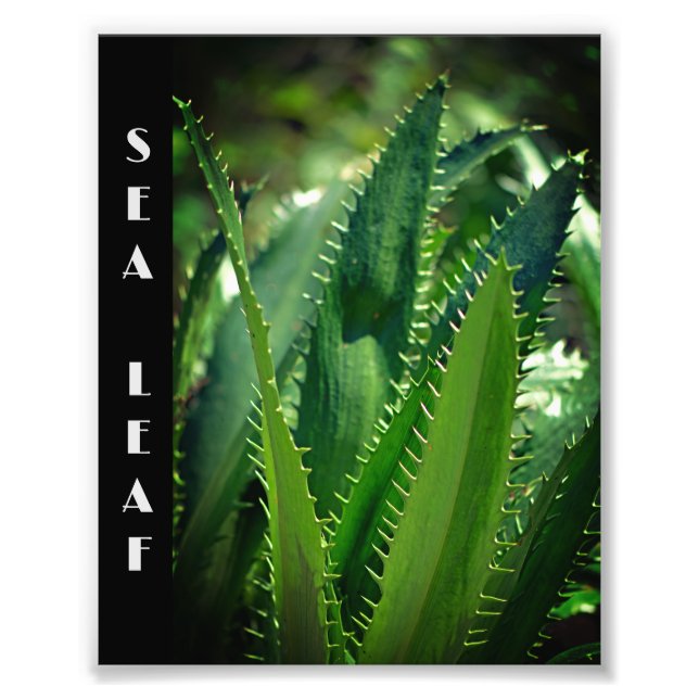 Foto Planta de jardín de hojas del mar verde (Frente)