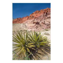 Foto Planta del desierto del Rock Rojo