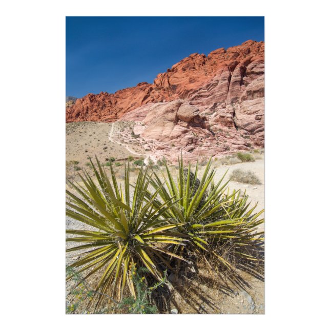 Foto Planta del desierto del Rock Rojo (Frente)