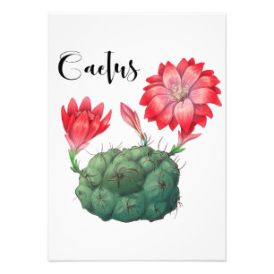 Foto Planta Lover Cactus
